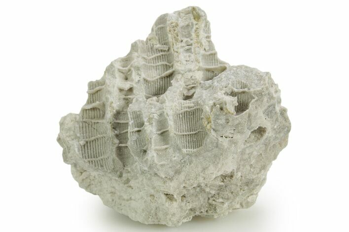 Silurian Dolostone w/ Sparkling Fossil Coral (Fletcheria) - Ohio #362646